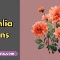 Dahlia puns