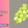 Funny Grape Puns