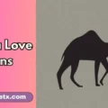 Llama Love Puns