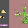 mantis puns
