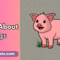 Puns About Pigs