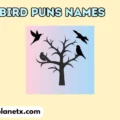 bird puns names