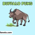 buffalo puns